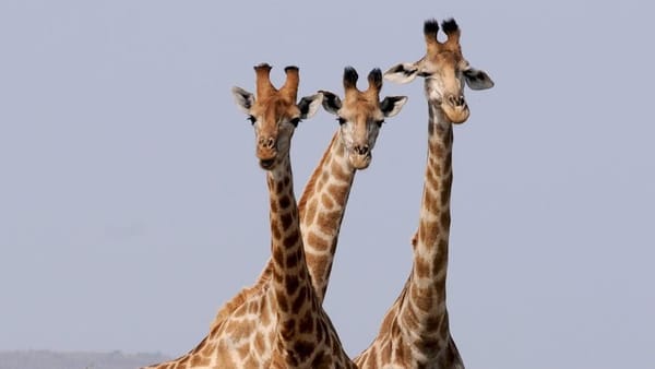 three giraffe under gray sky